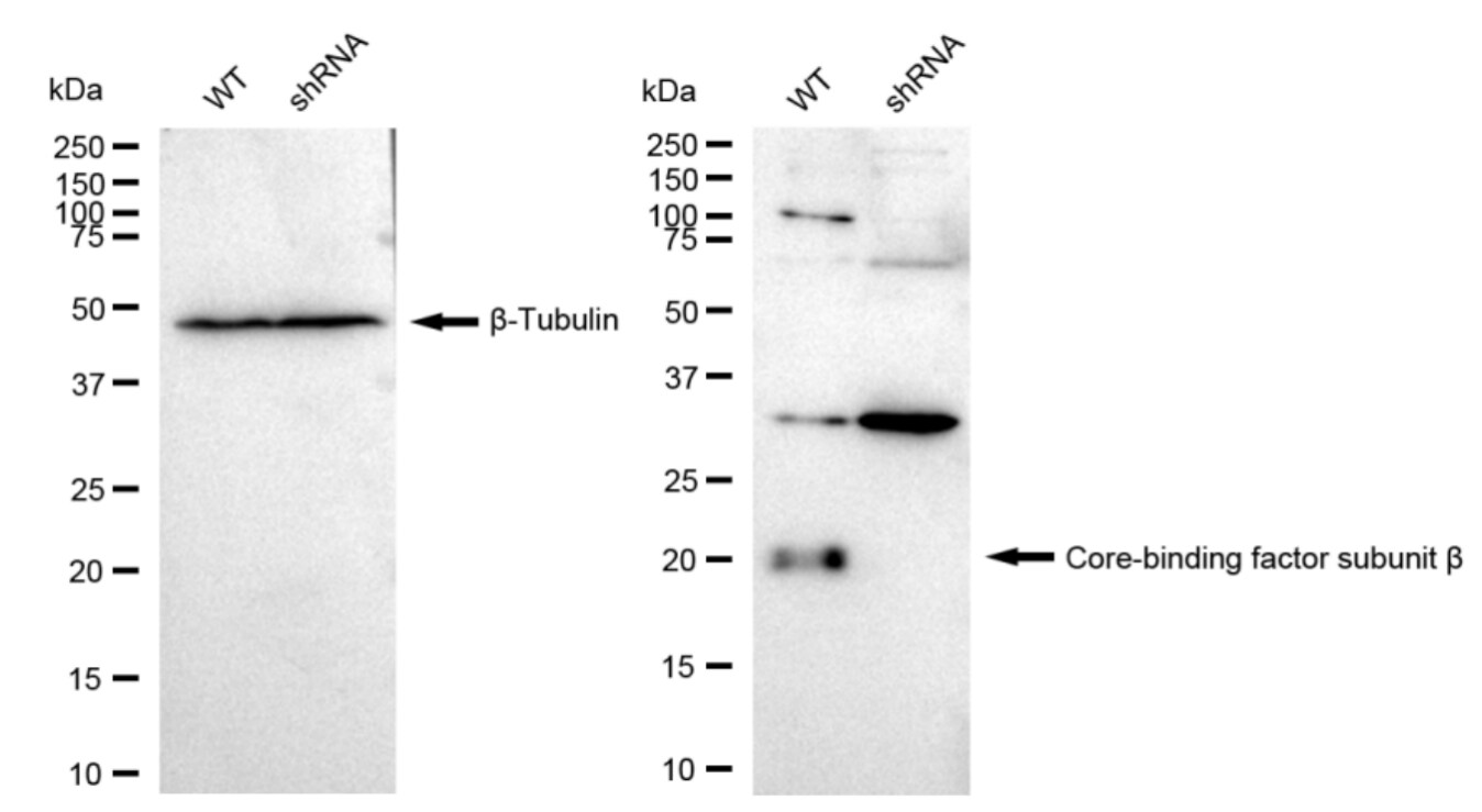 CBFB Antibody (23GB3785)