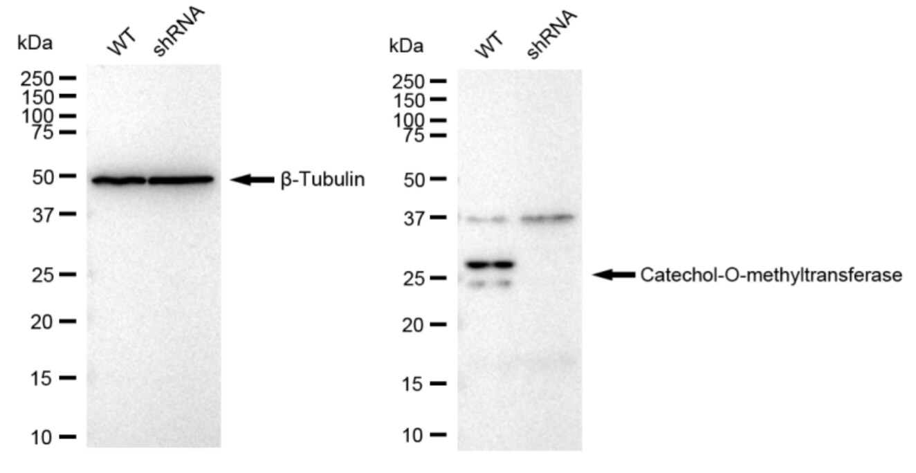 COMT Antibody (23GB3735)
