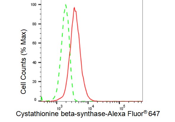 CBS Antibody (23GB3800)