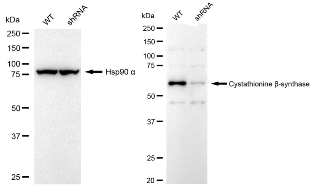 CBS Antibody (23GB3800)
