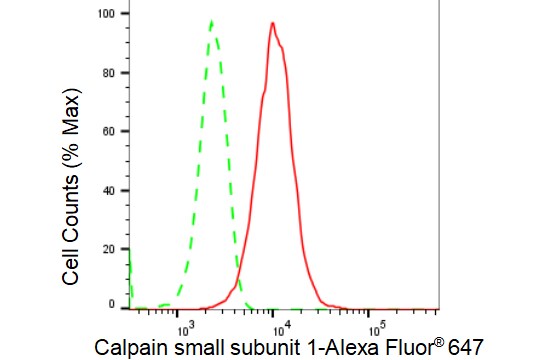 Calpain S1 Antibody (23GB3720)