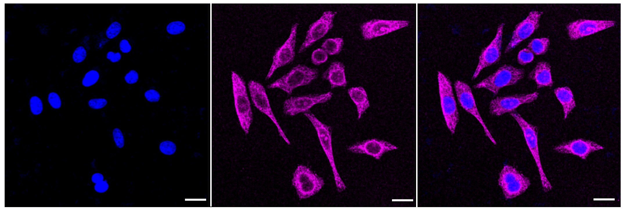 CD97 Antibody (23GB3740)
