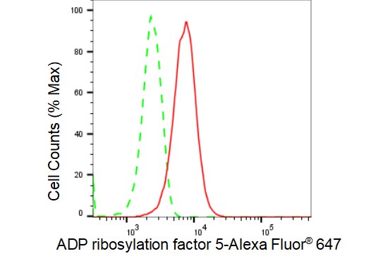 ARF5 Antibody (23GB3635)