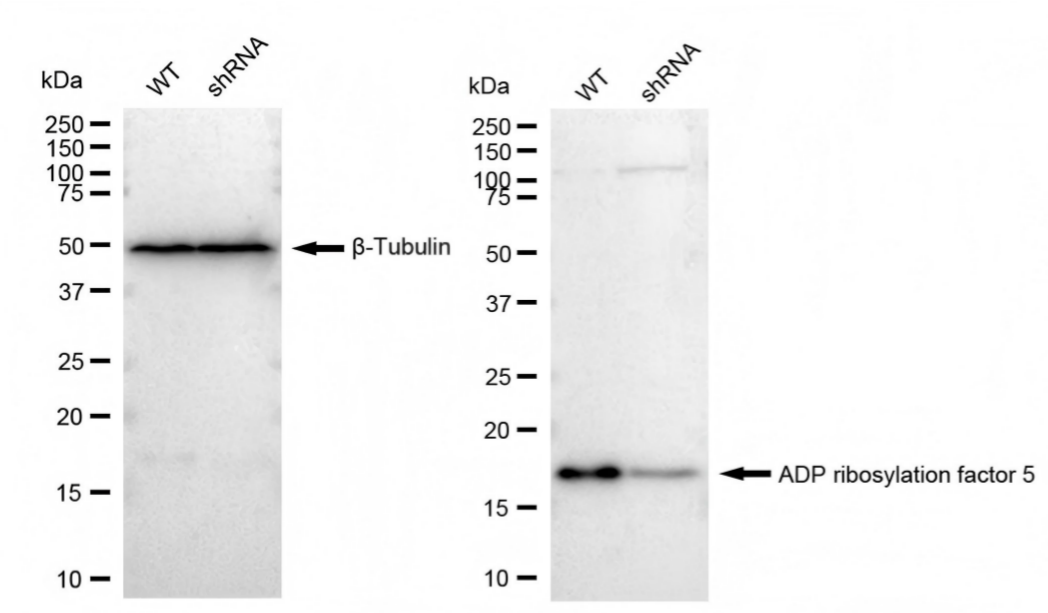 ARF5 Antibody (23GB3635)