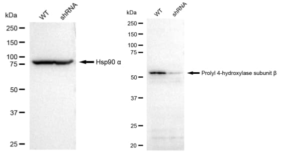 Protein Disulfide Isomerase/P4HB Antibody (23GB2890)