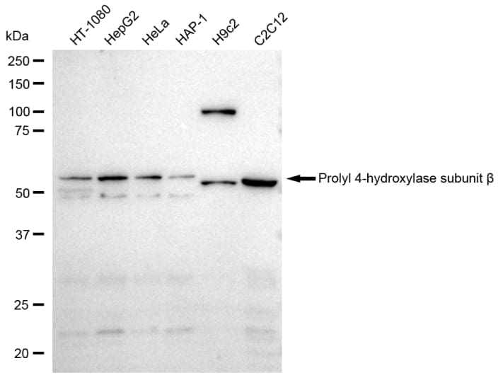 Protein Disulfide Isomerase/P4HB Antibody (23GB2890)