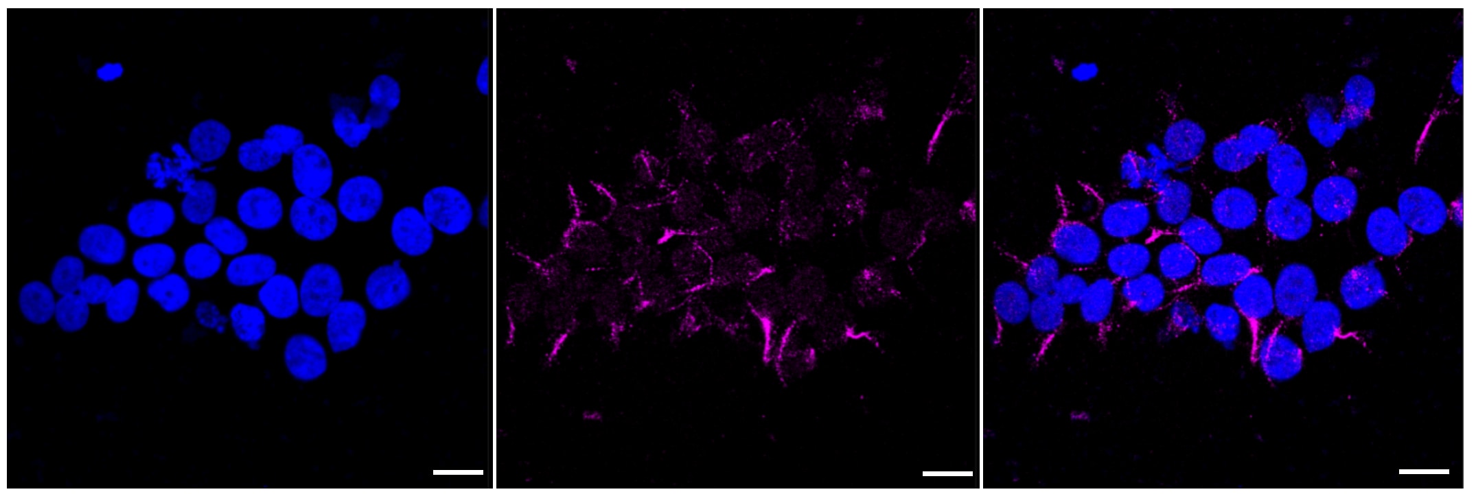 Glutathione Reductase Antibody (23GB2845)
