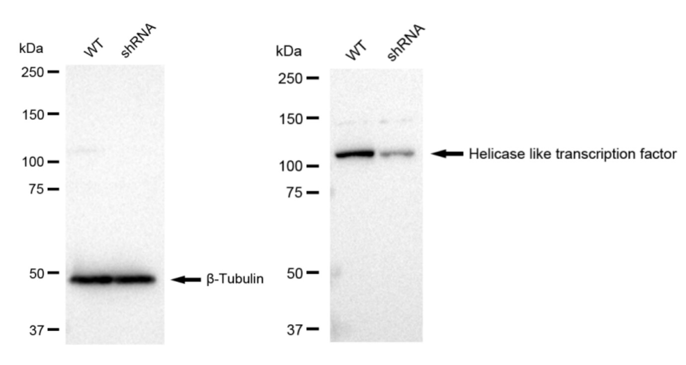 HLTF Antibody (23GB2485)