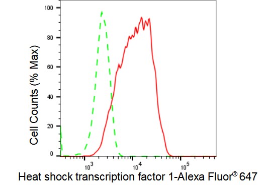 HSF1 Antibody (23GB2715)