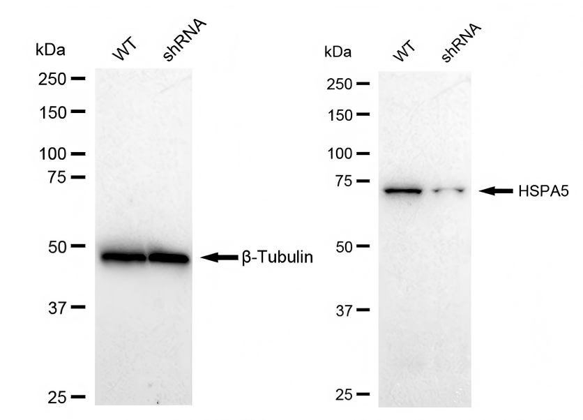 GRP78/HSPA5 Antibody (23GB2445)