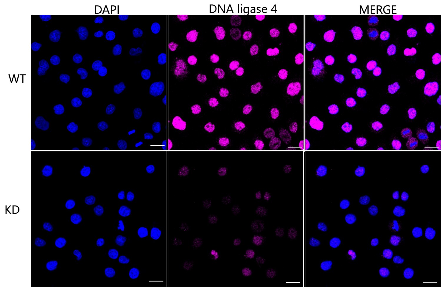 DNA Ligase IV Antibody (23GB2515)