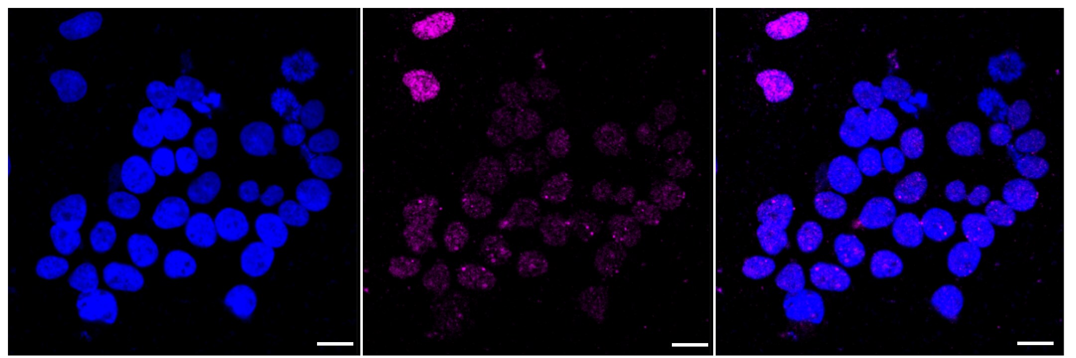 DNA Ligase IV Antibody (23GB2515)
