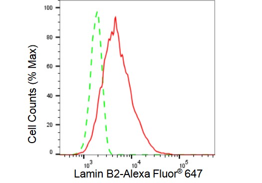 Lamin B2 Antibody (23GB2605)