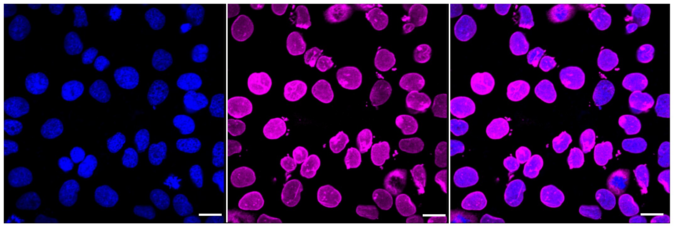 Lamin B2 Antibody (23GB2605)