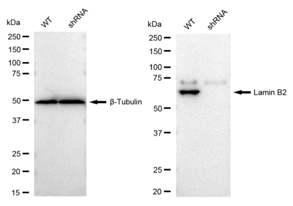 Lamin B2 Antibody (23GB2605)