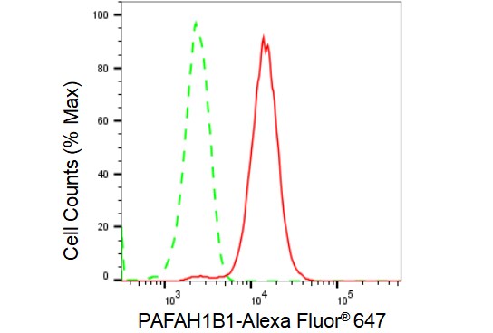 LIS1 Antibody (23GB2825)