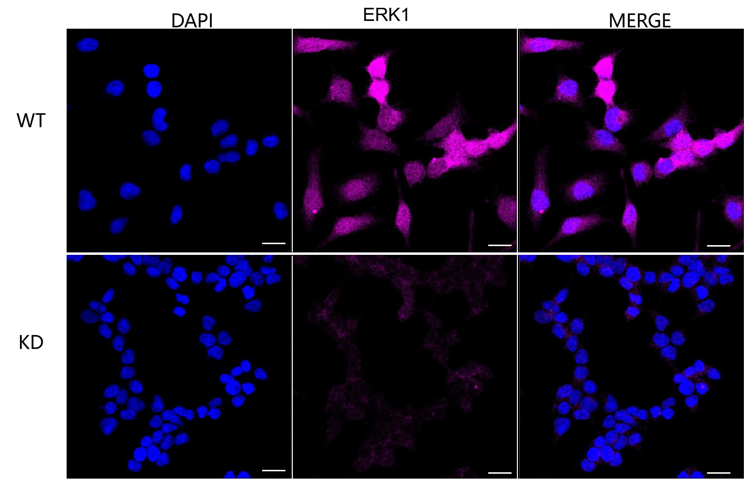 ERK1 Antibody (23GB2450)