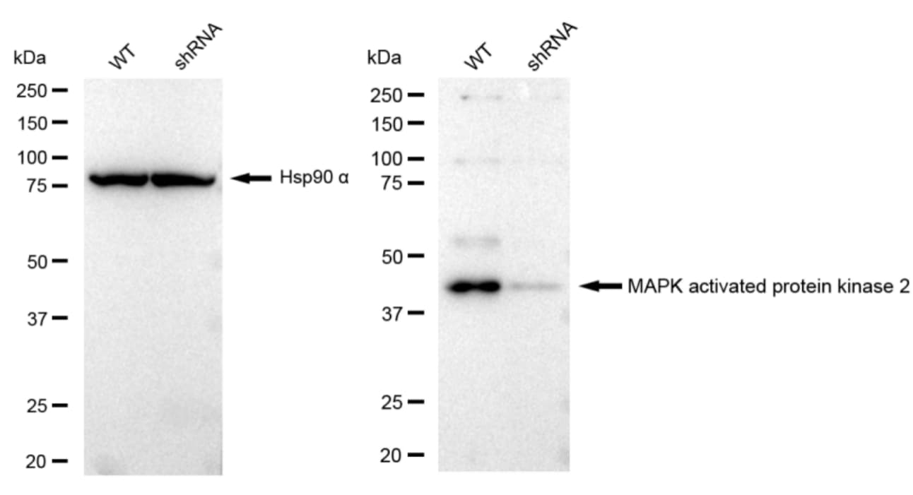 MAPKAPK2 Antibody (23GB2820)