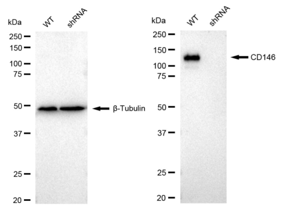 MCAM/CD146 Antibody (23GB2705)