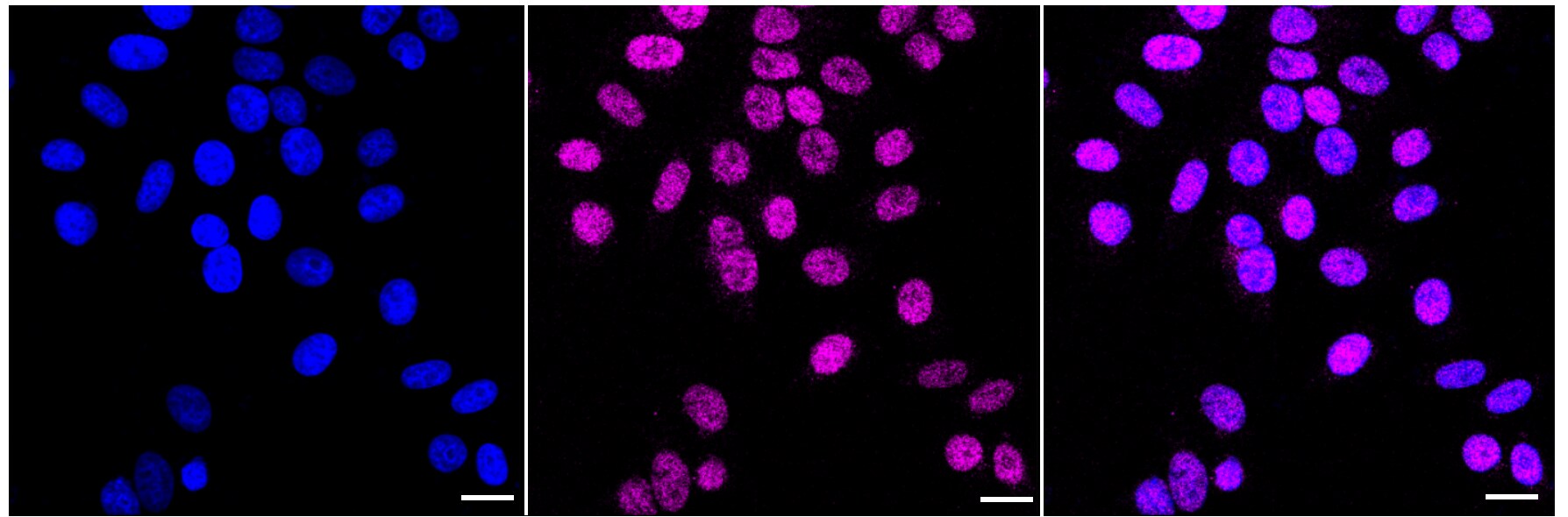 MCM3 Antibody (23GB2490)