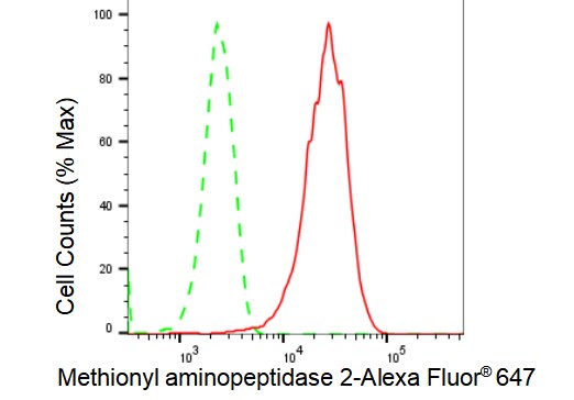 Methionine Aminopeptidase 2/METAP2 Antibody (23GB2565)