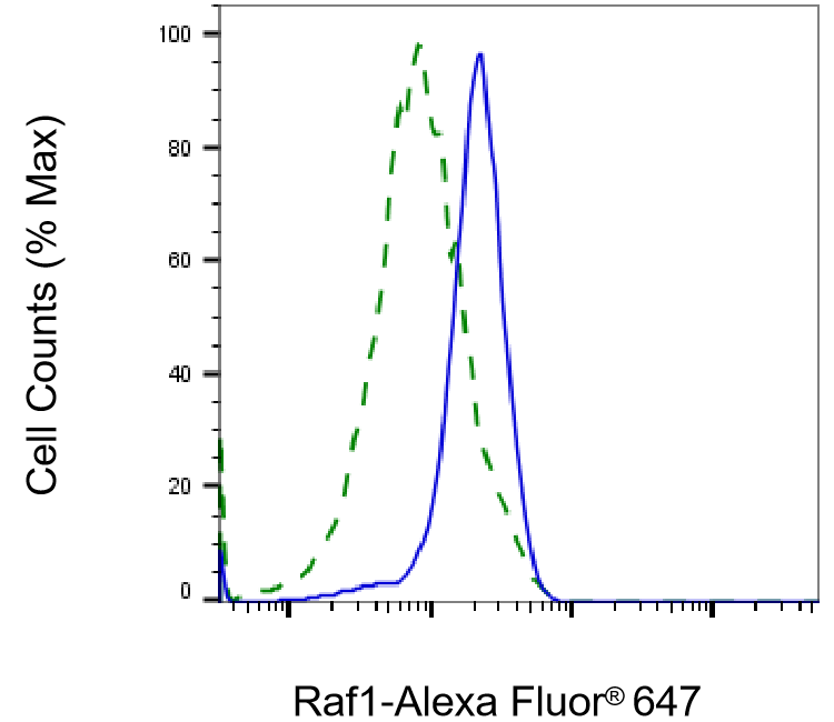 Raf-1 Antibody (23GB2700)
