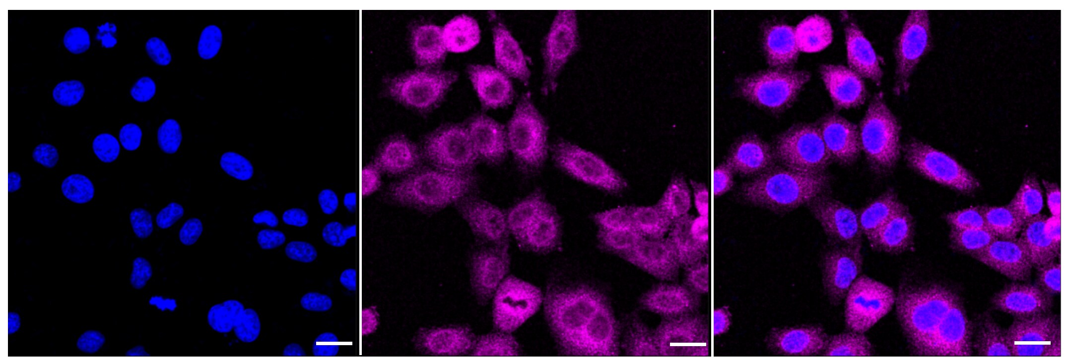 Raf-1 Antibody (23GB2700)