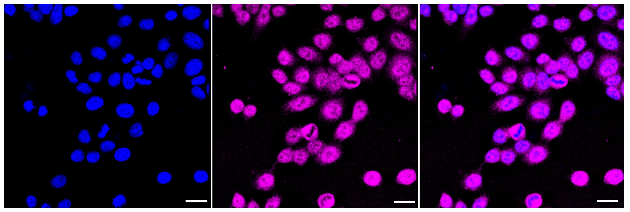NEK7 Antibody (23GB2885)