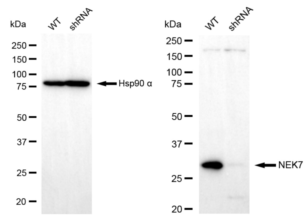 NEK7 Antibody (23GB2885)