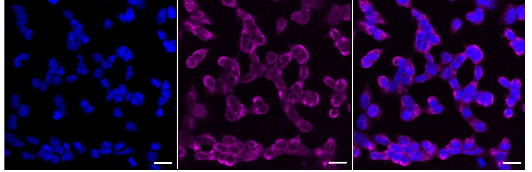 Pax6 Antibody (23GB2875)