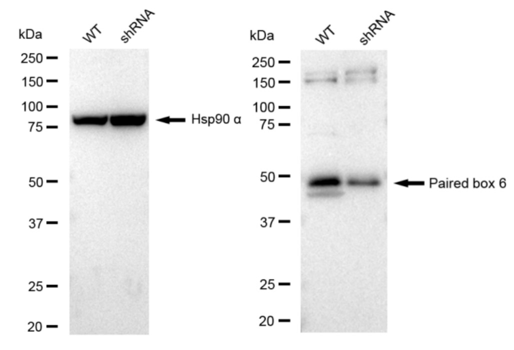 Pax6 Antibody (23GB2875)