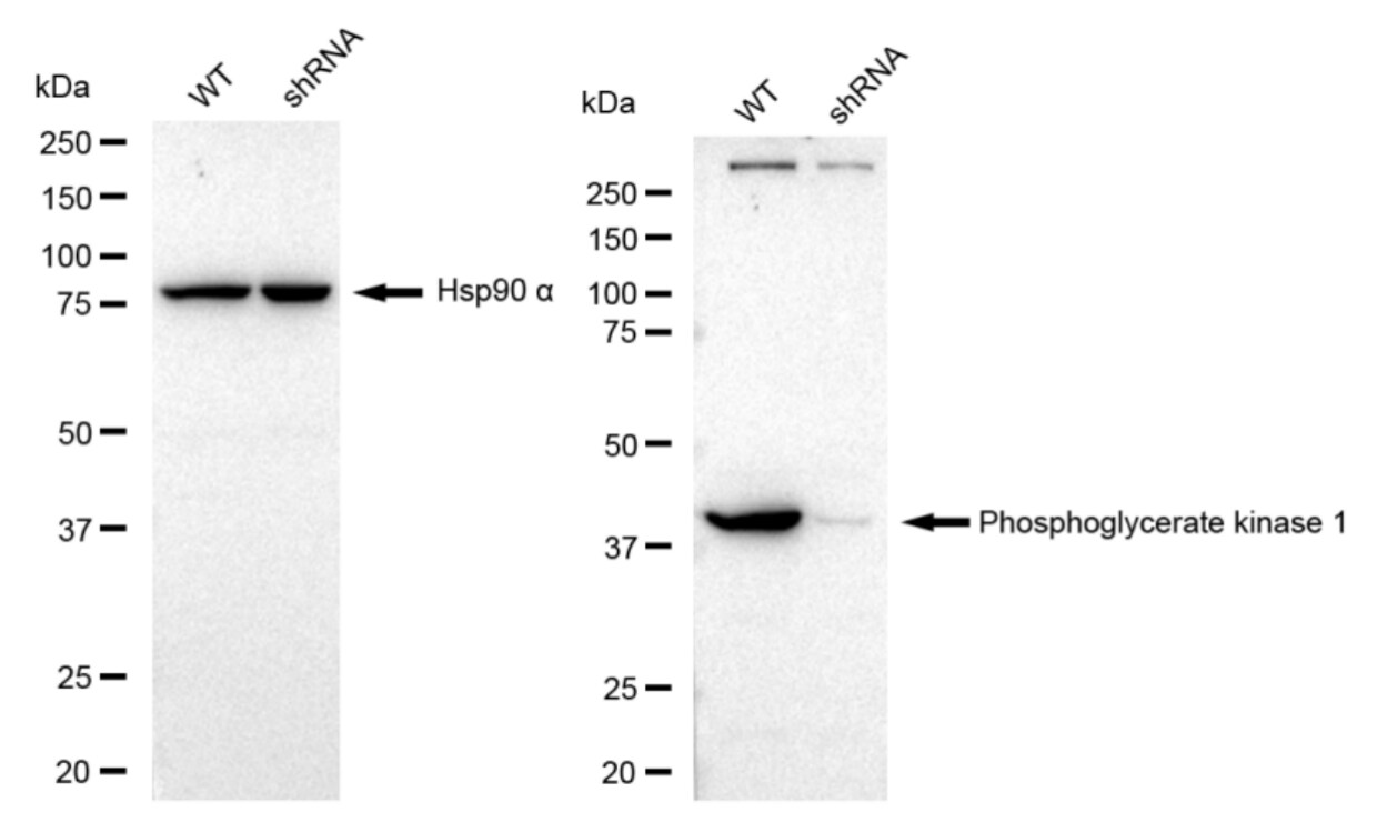 PGK1 Antibody (23GB2430)