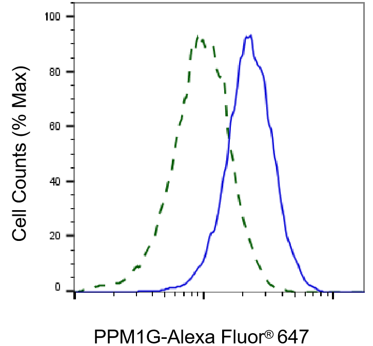 PP2C gamma/PPM1G Antibody (23GB2585)