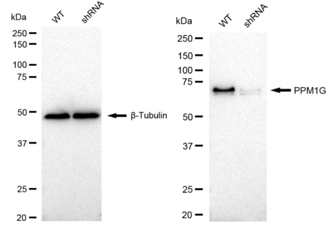 PP2C gamma/PPM1G Antibody (23GB2585)