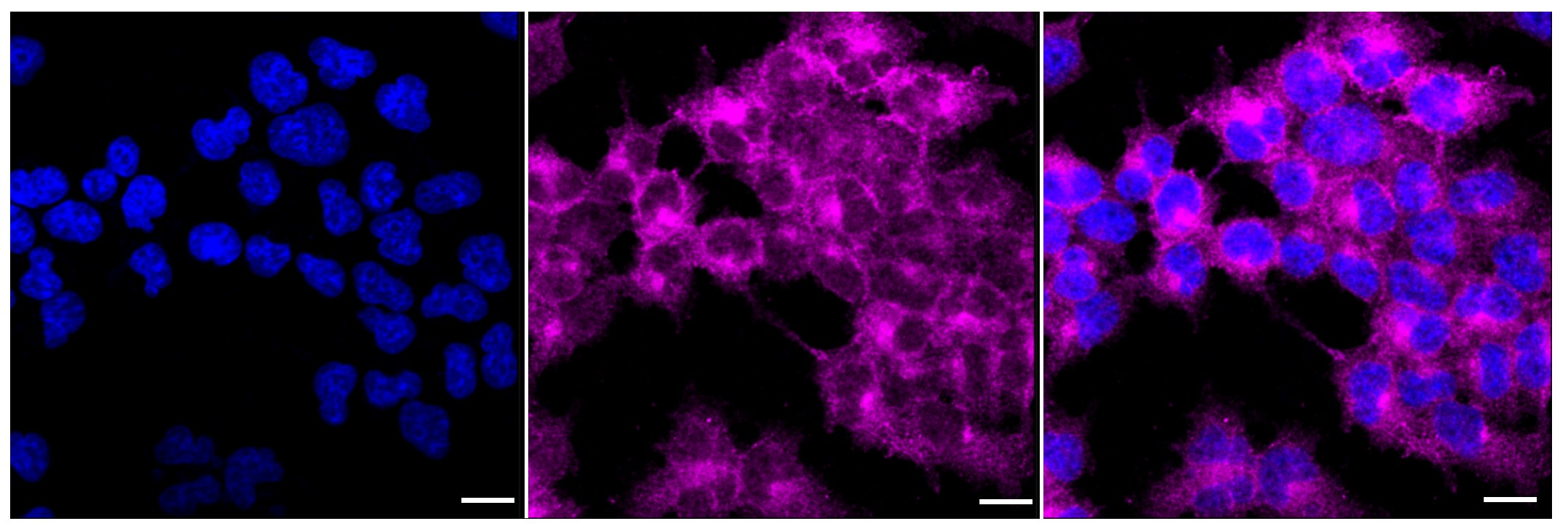 AMPK alpha 1 [p Ser496] Antibody (23GB2660)