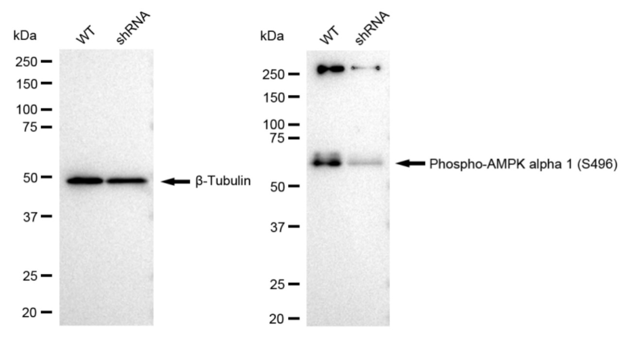 AMPK alpha 1 [p Ser496] Antibody (23GB2660)