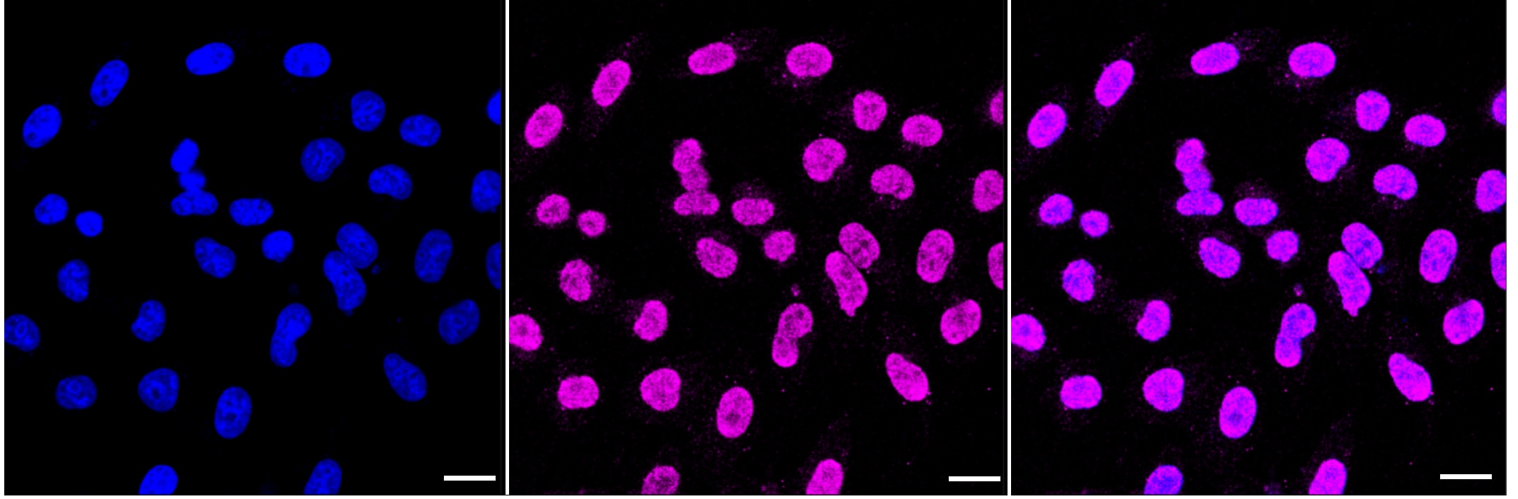 SHP-2/PTPN11 Antibody (23GB2670)