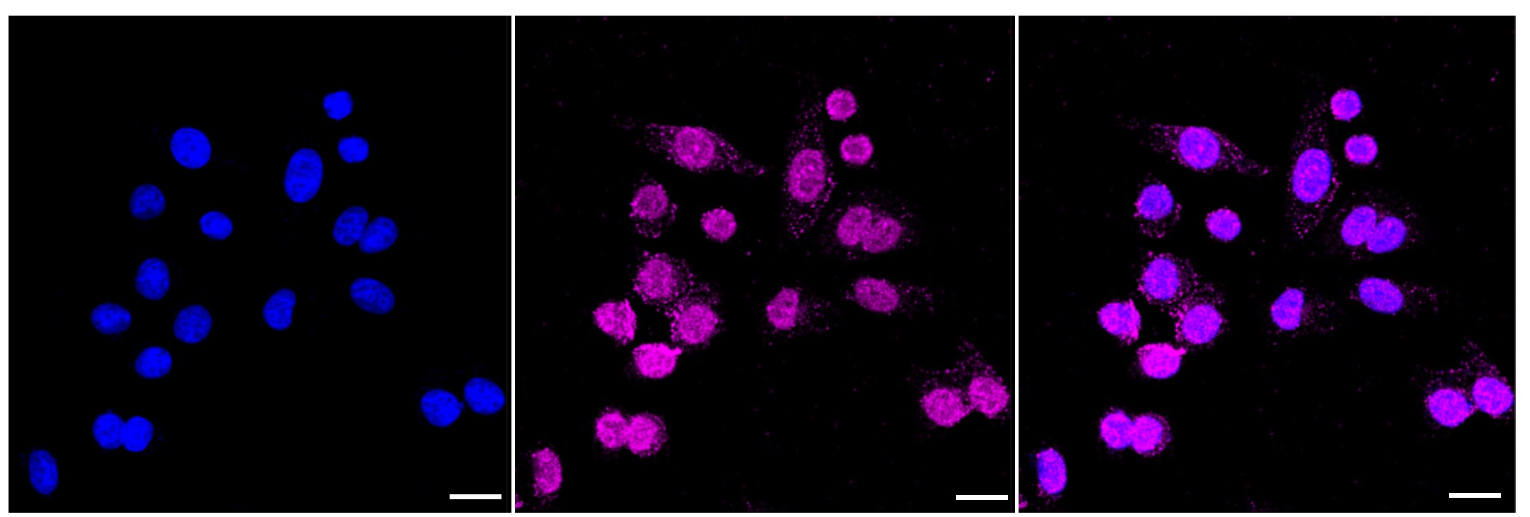 SHP-2/PTPN11 Antibody (23GB2665)