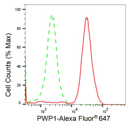 PWP1 Antibody (23GB2580)