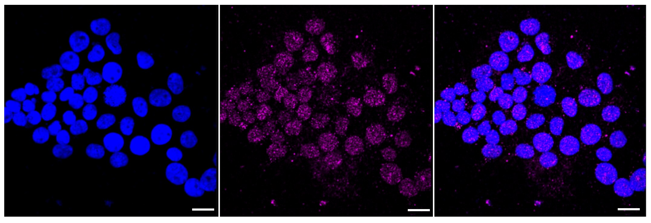 PWP1 Antibody (23GB2580)