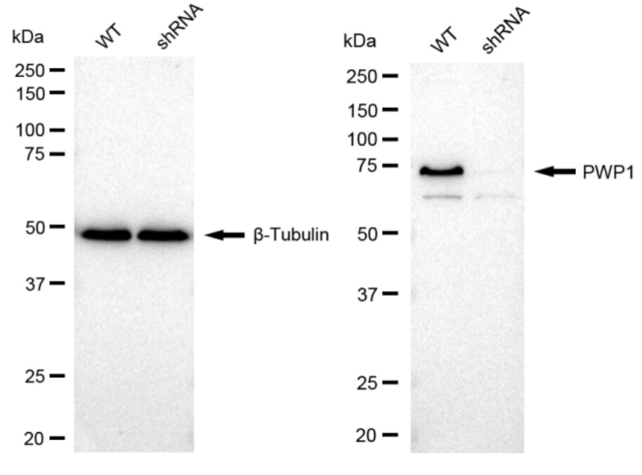 PWP1 Antibody (23GB2580)