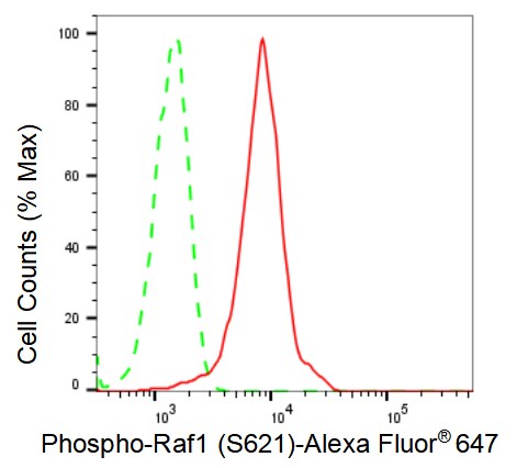 Raf-1 [p Ser621] Antibody (23GB2650)