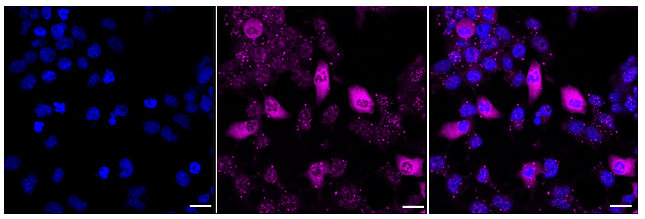 Raf-1 [p Ser621] Antibody (23GB2650)