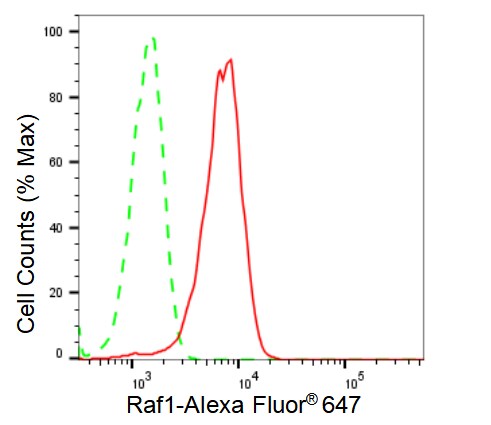 Raf-1 Antibody (23GB2640)