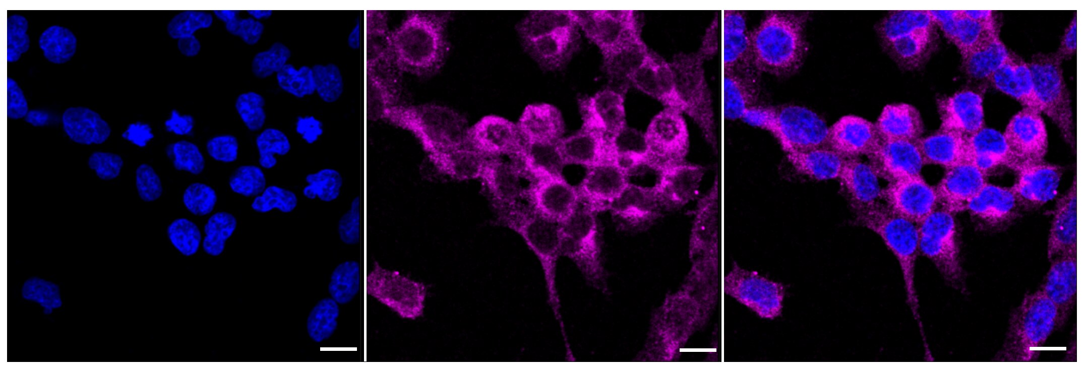 Raf-1 Antibody (23GB2640)