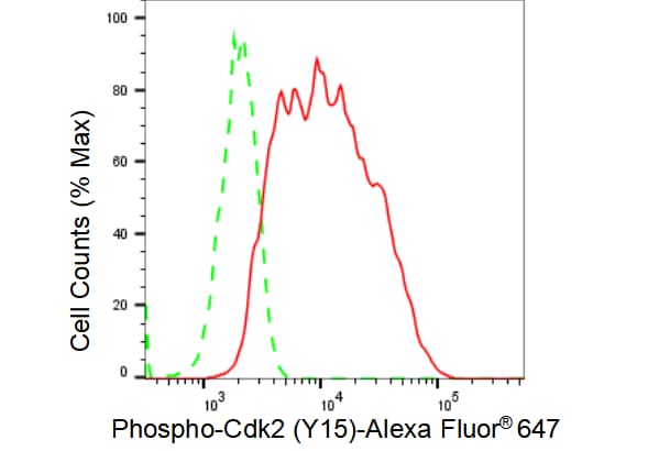 CDK2 [p Tyr15] Antibody (23GB3600)