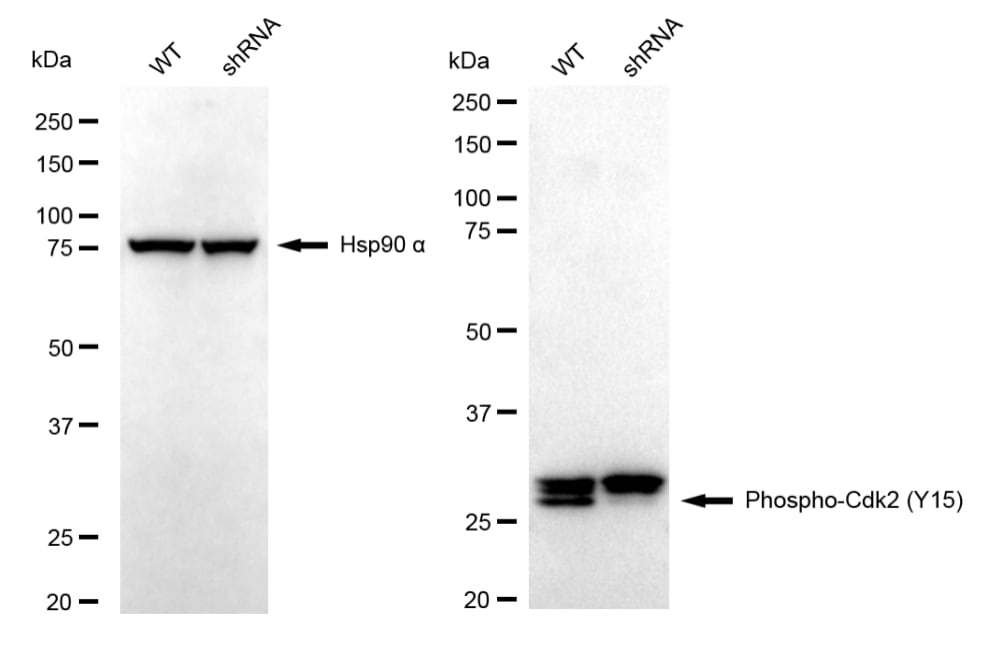 CDK2 [p Tyr15] Antibody (23GB3600)
