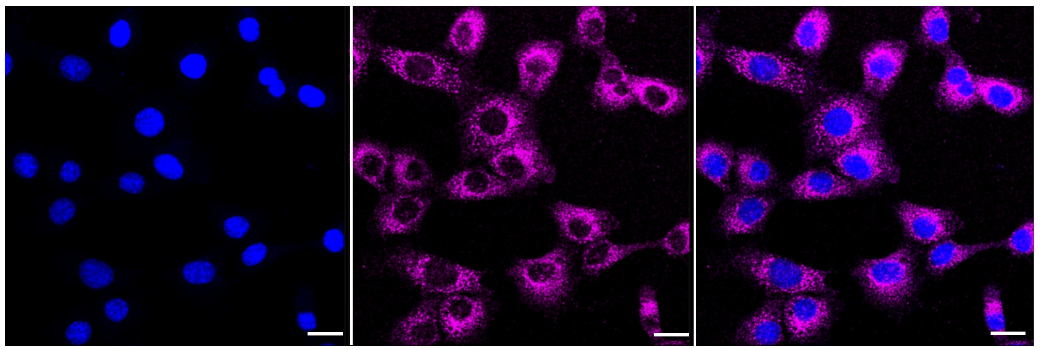 SEC24D Antibody (23GB2510)