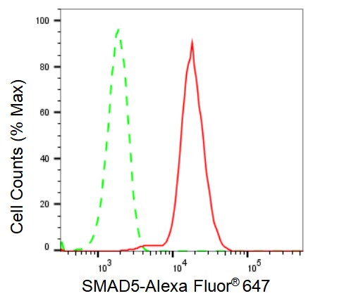 Smad5 Antibody (23GB2910)