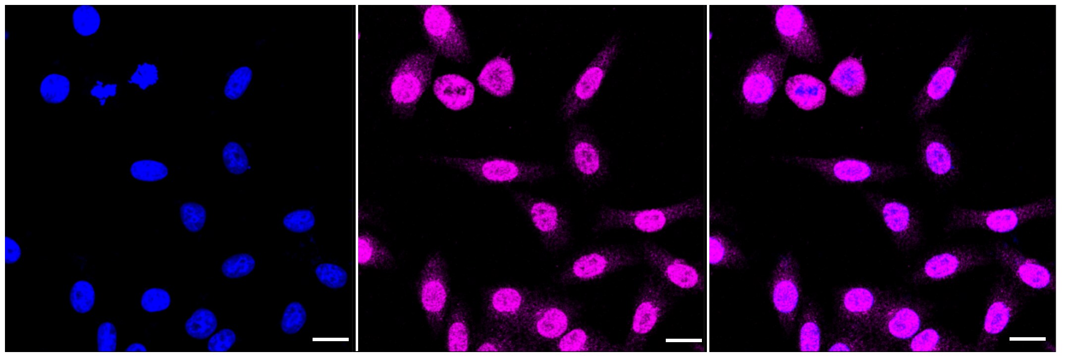 Smad5 Antibody (23GB2910)